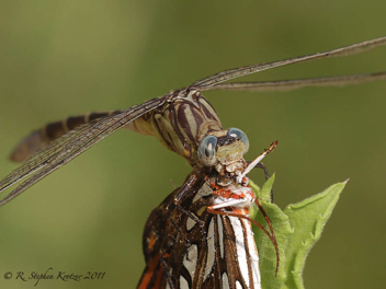 Dromogomphus spoliatus, female